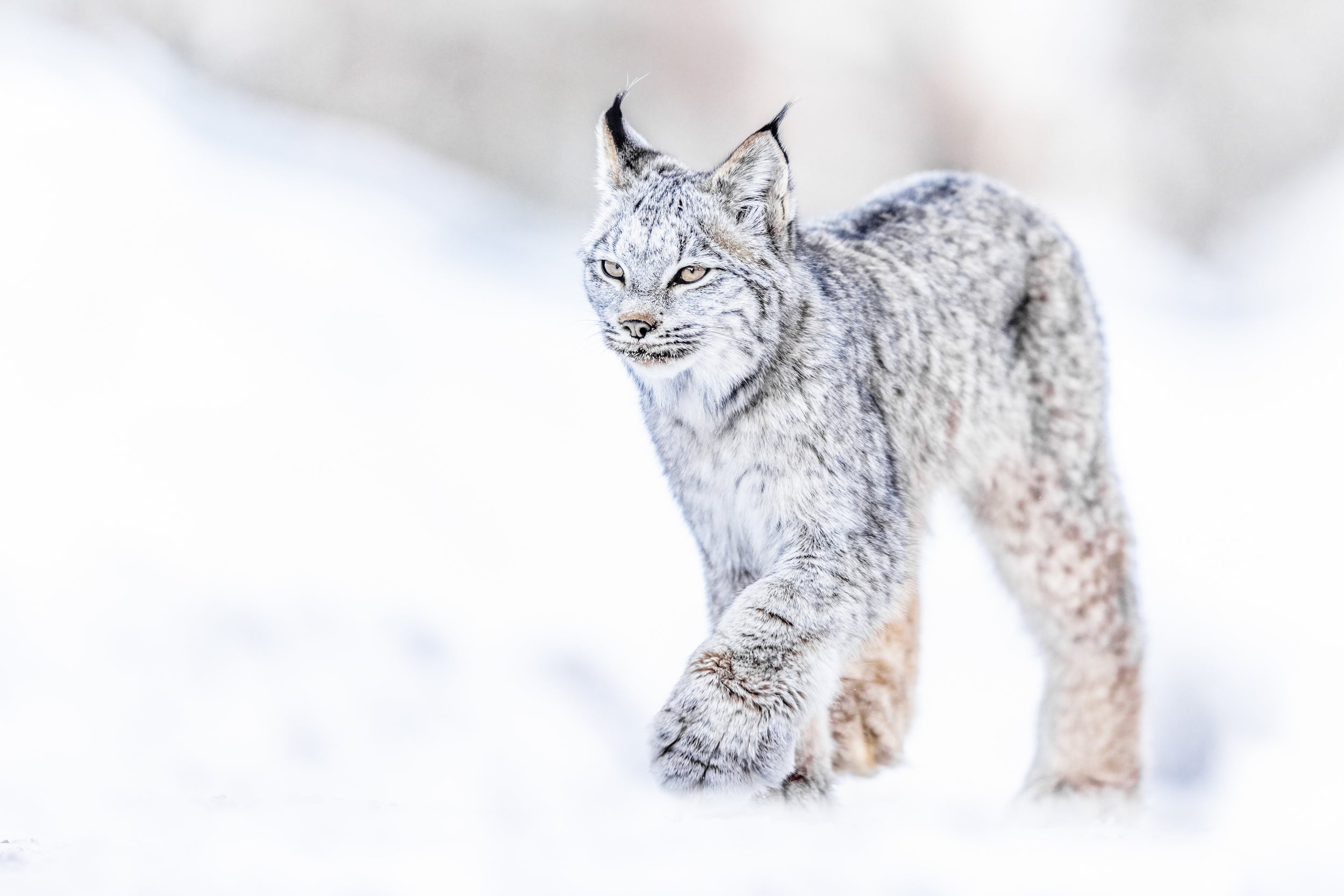 Lynx 046