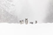 Lynx 047