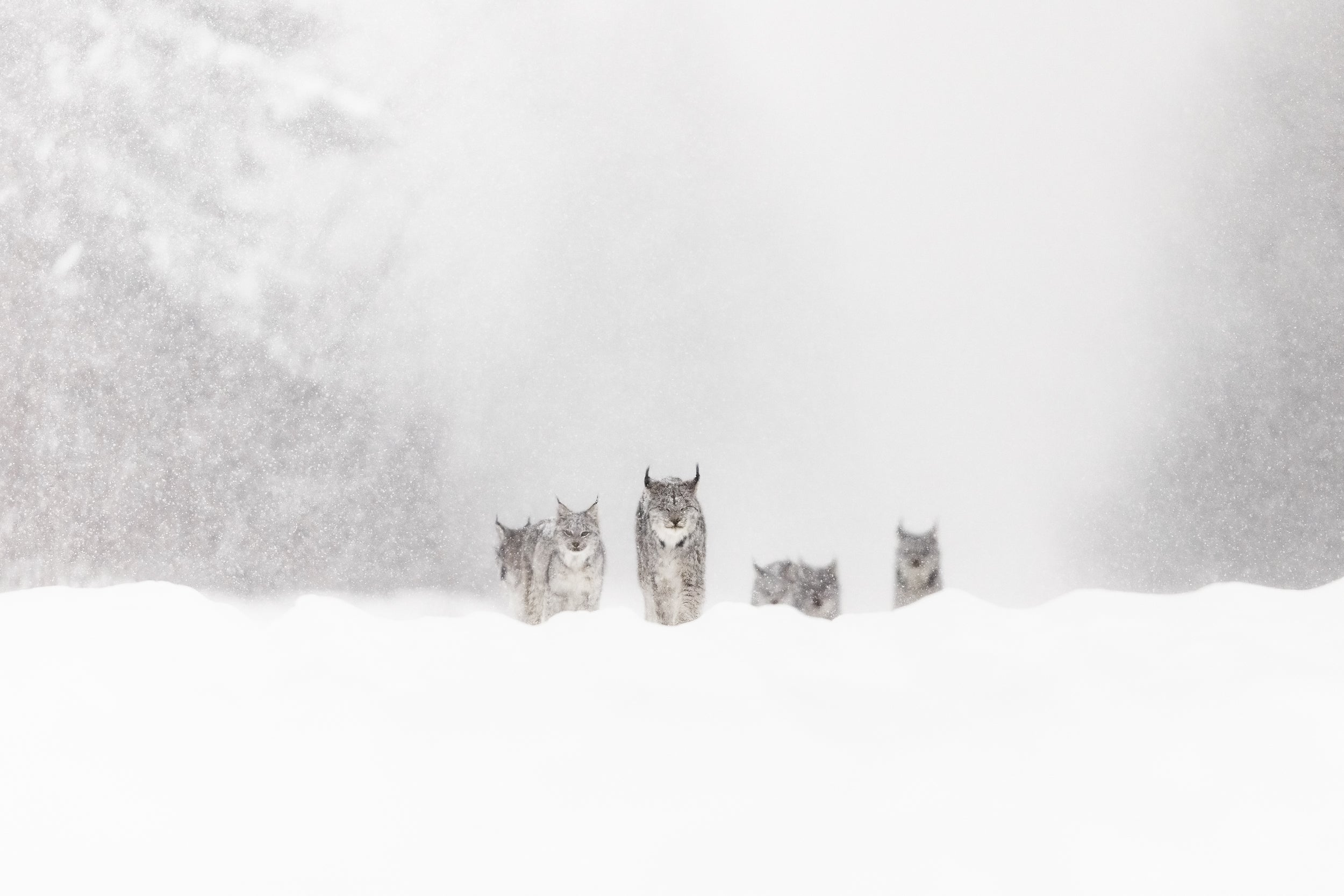 Lynx 047