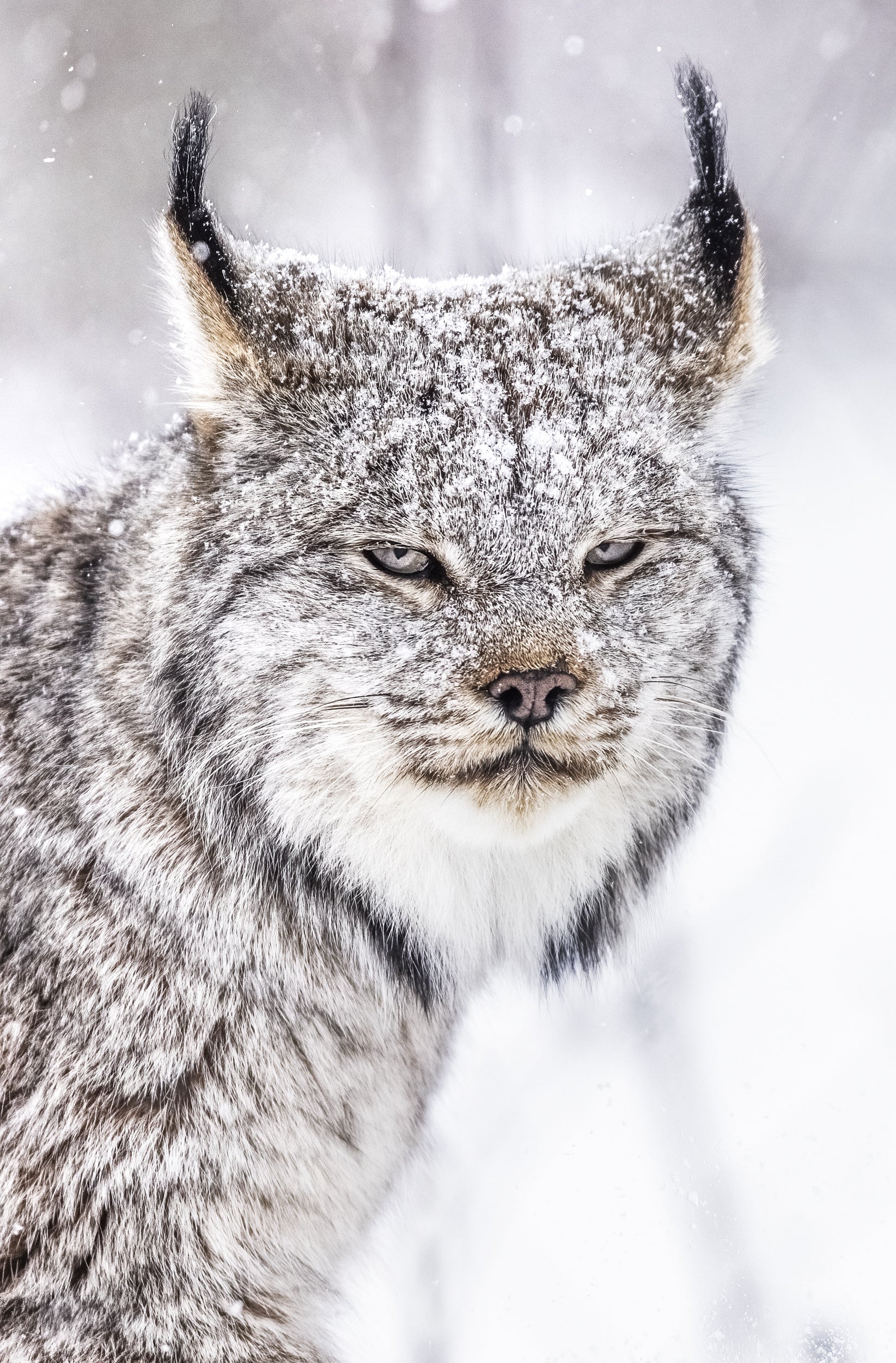 Lynx 048