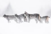 Lynx 050