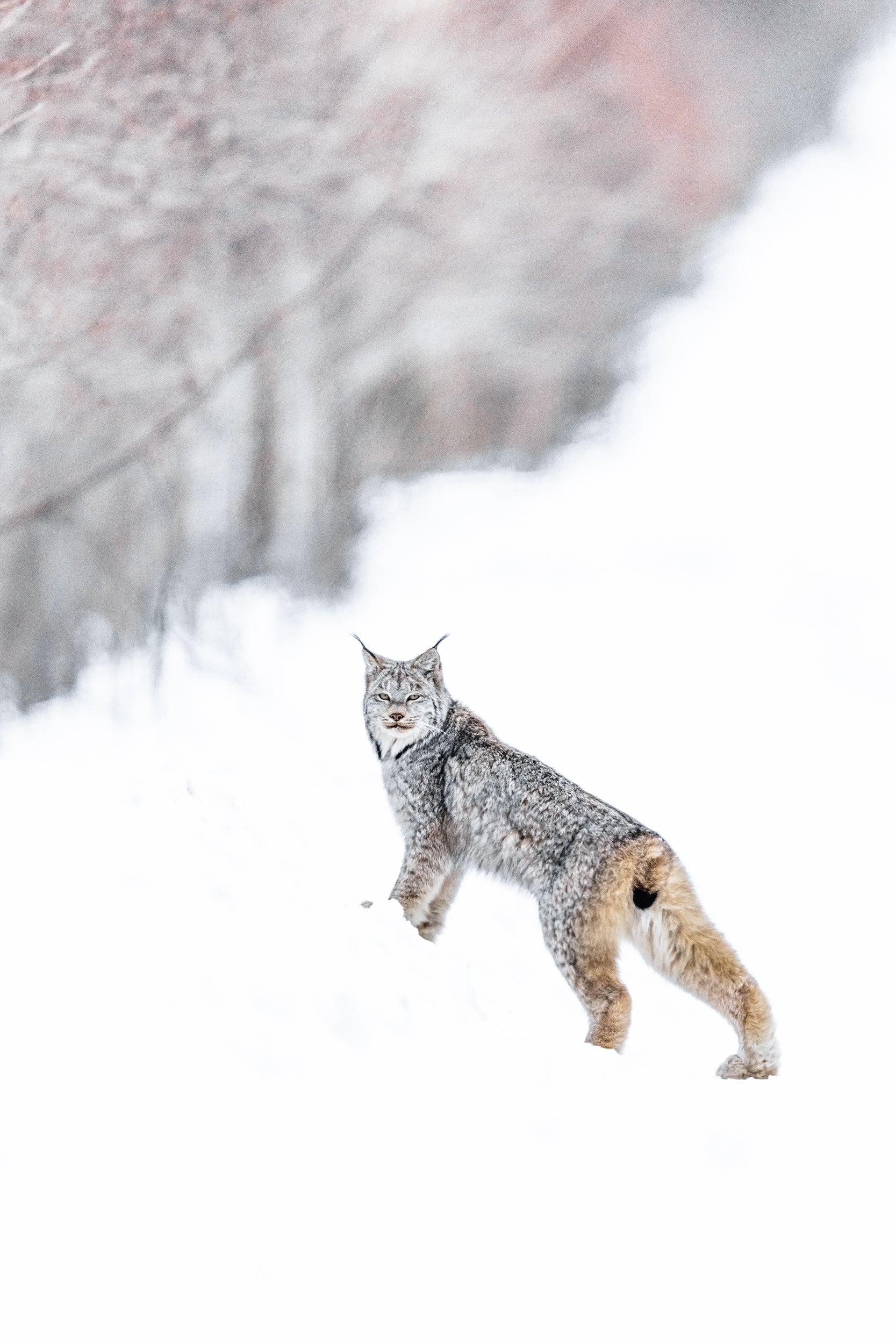 Lynx 051