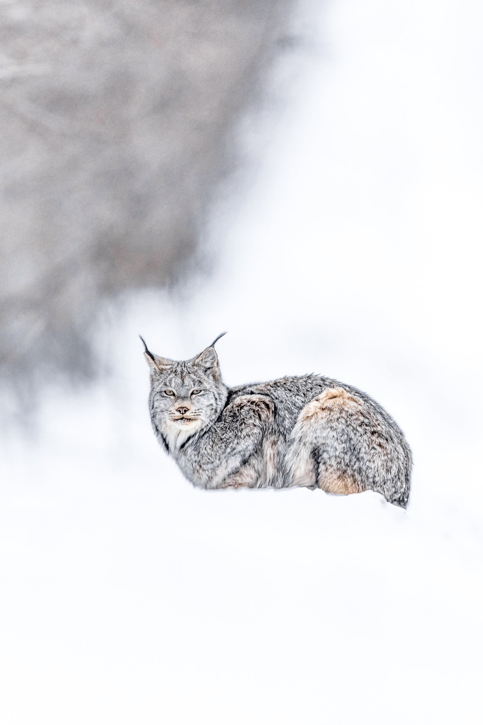Lynx 052