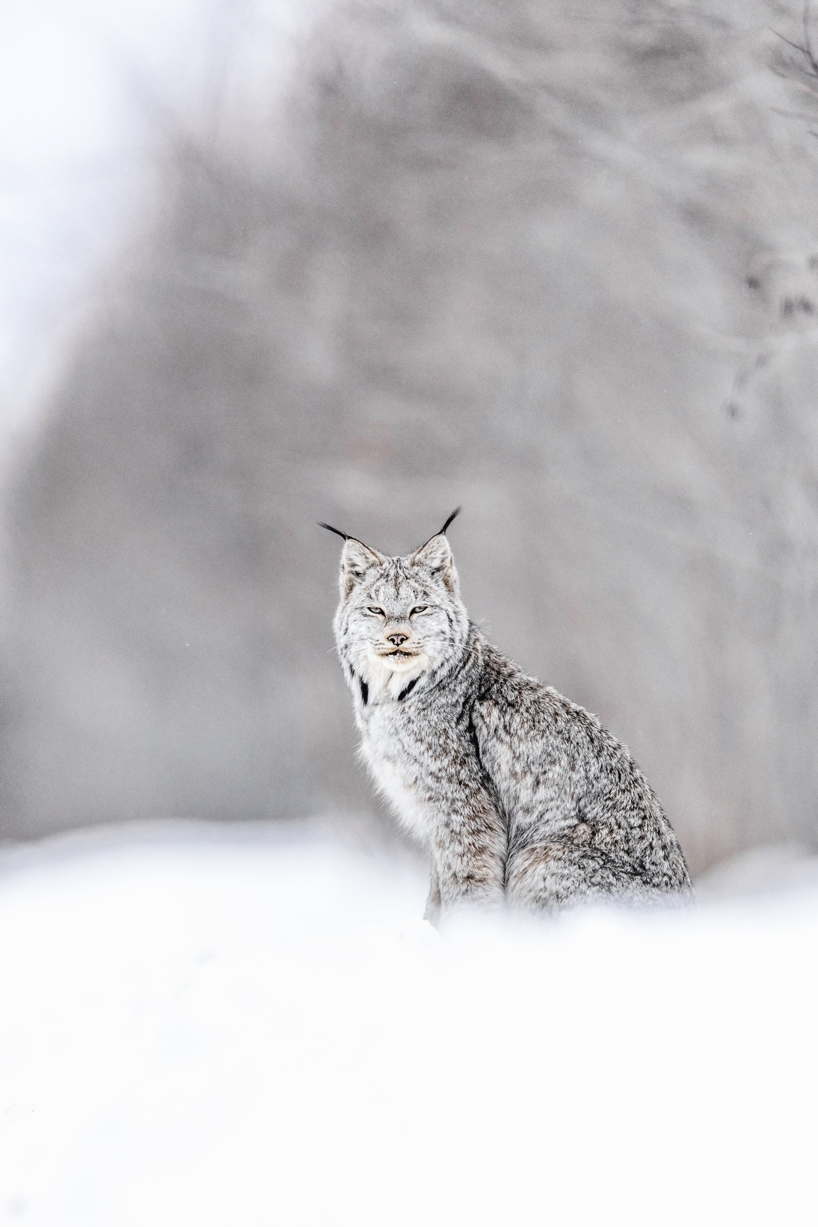 Lynx 053