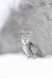 Lynx 053
