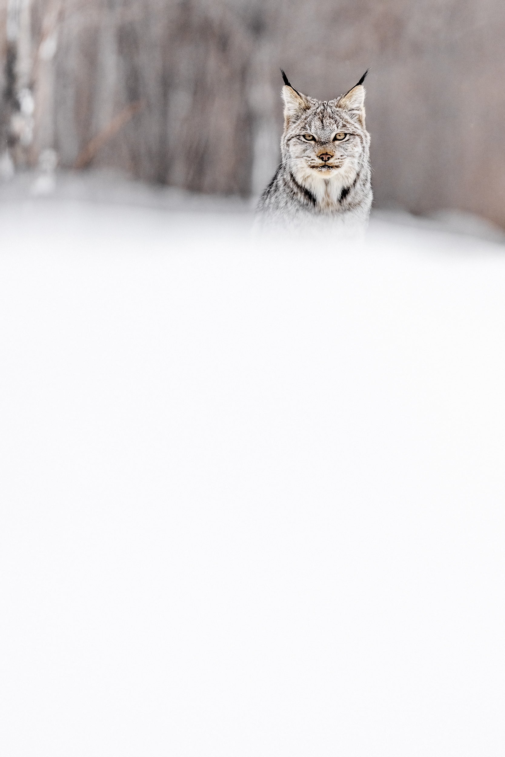 Lynx 054