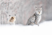 Lynx 055