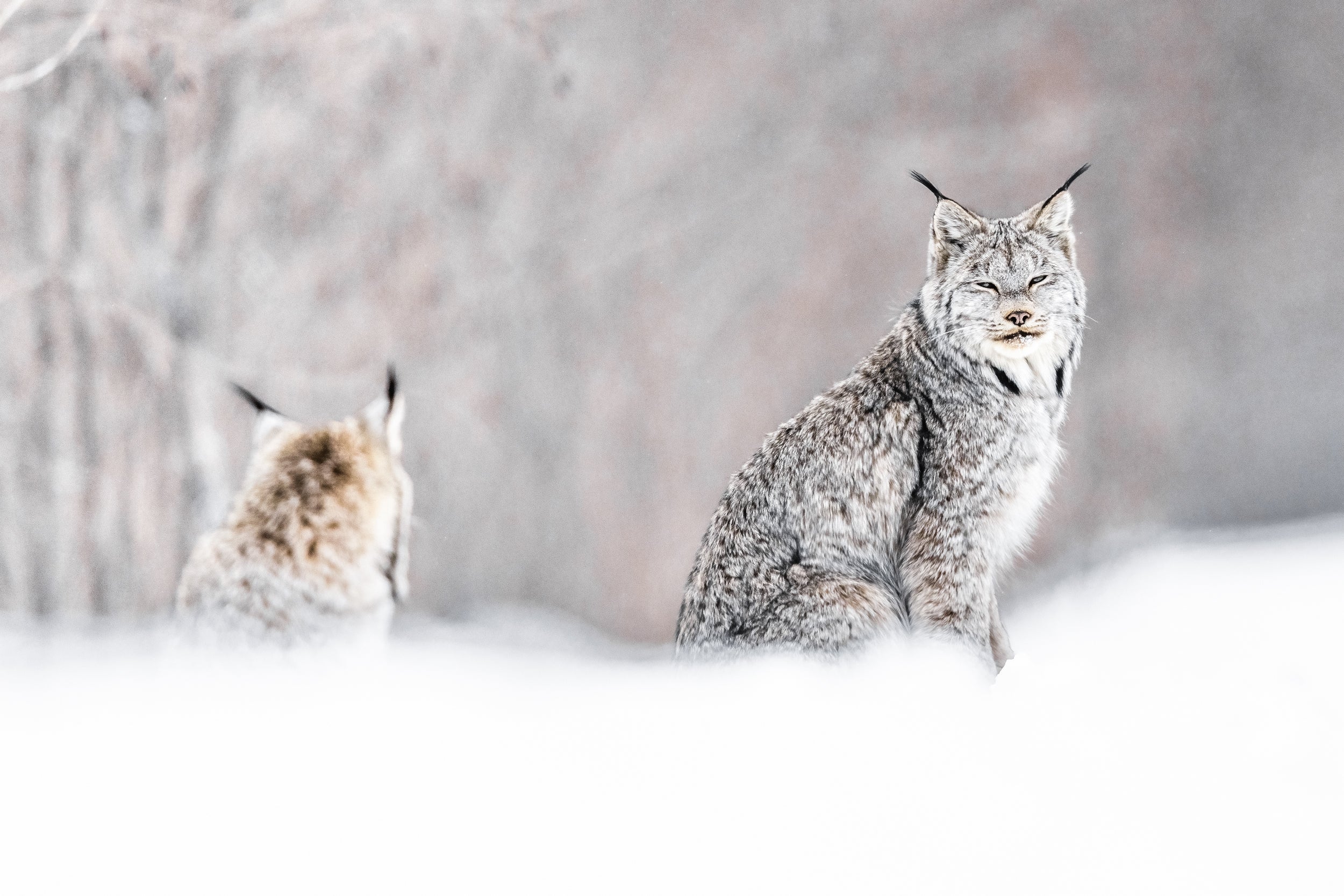Lynx 055