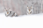 Lynx 056