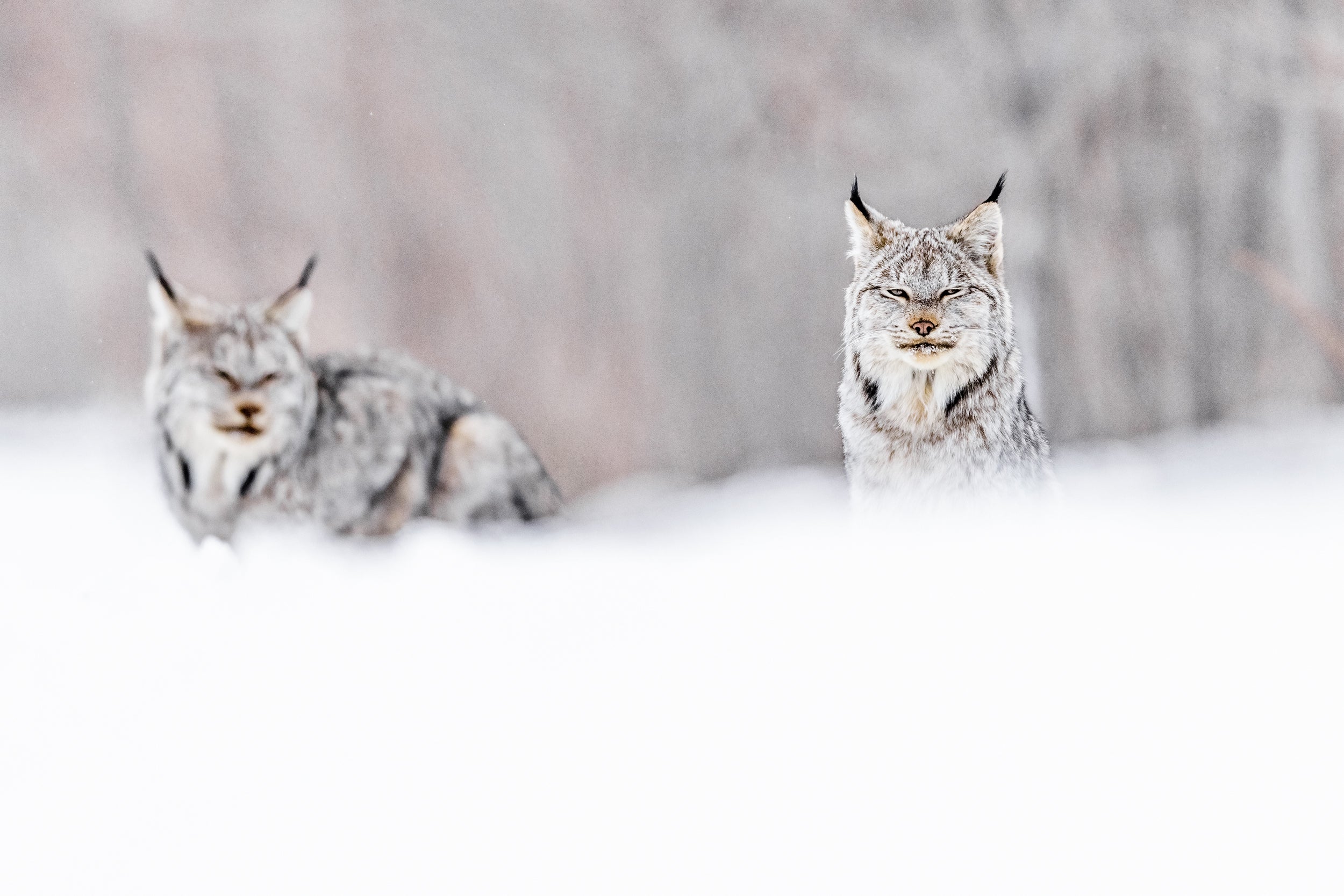 Lynx 056
