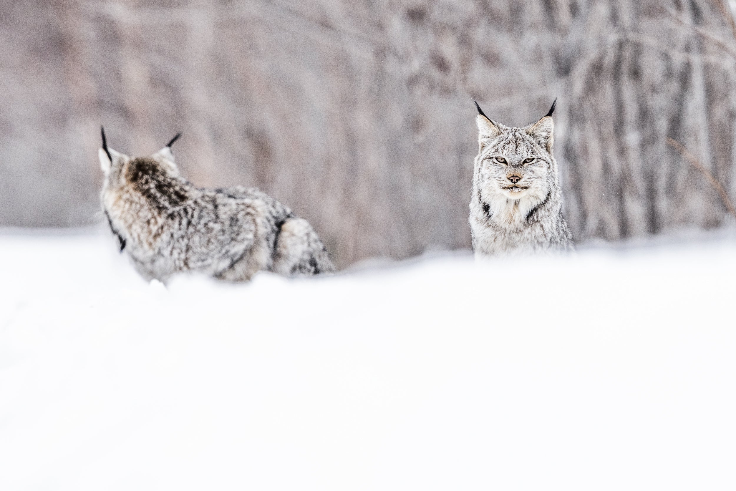 Lynx 057