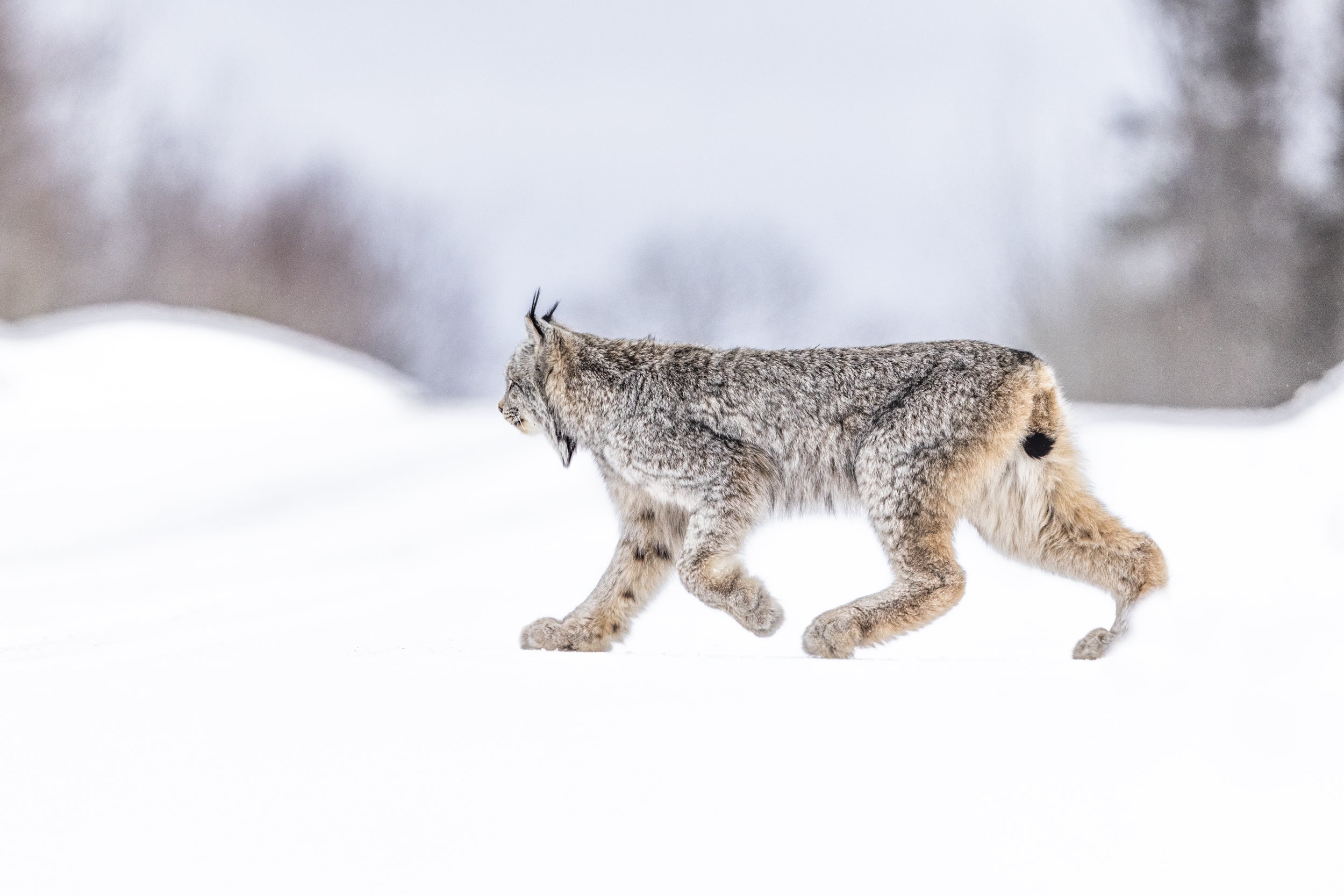 Lynx 058