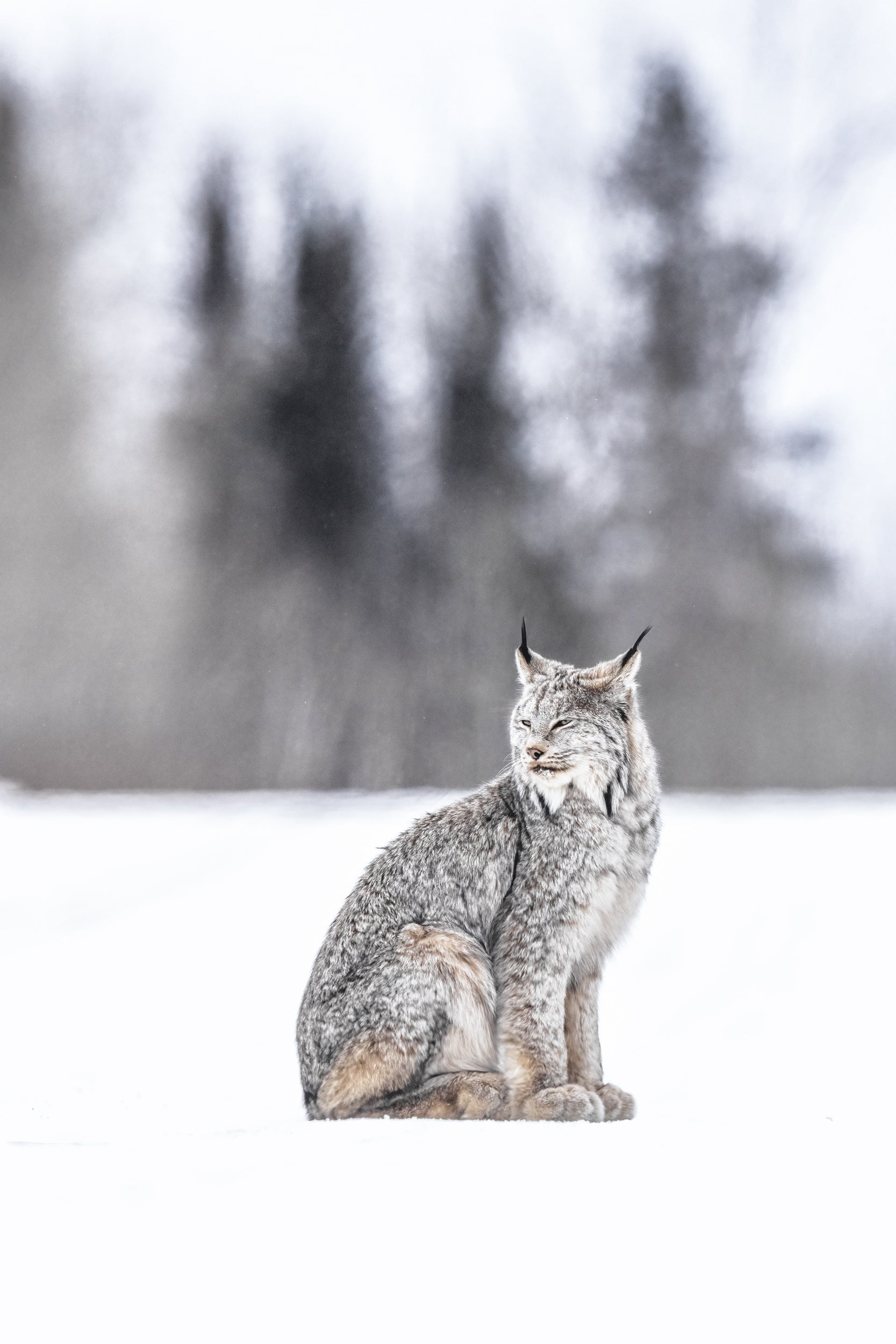 Lynx 059