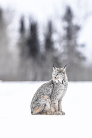 Lynx 059