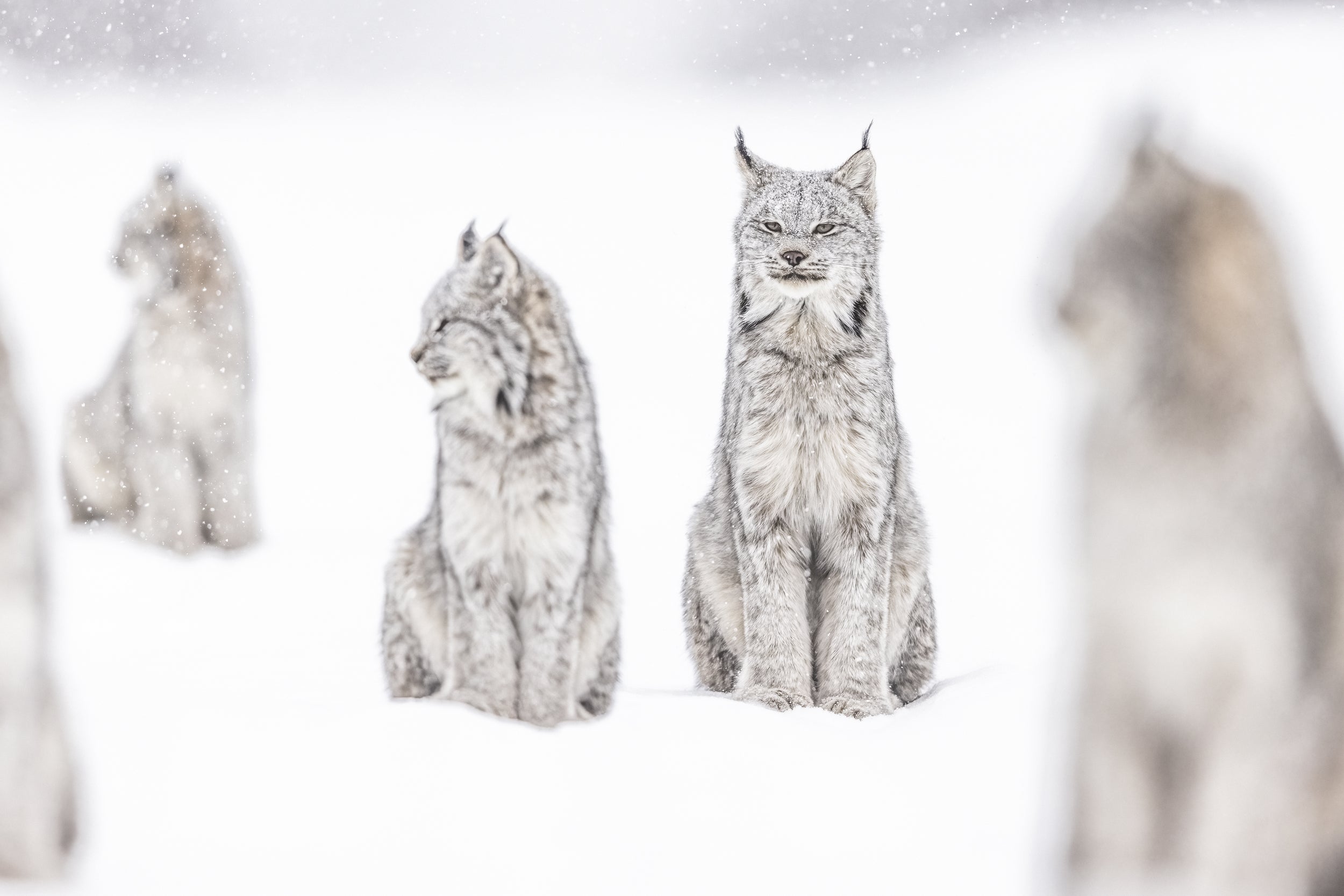 Lynx 005