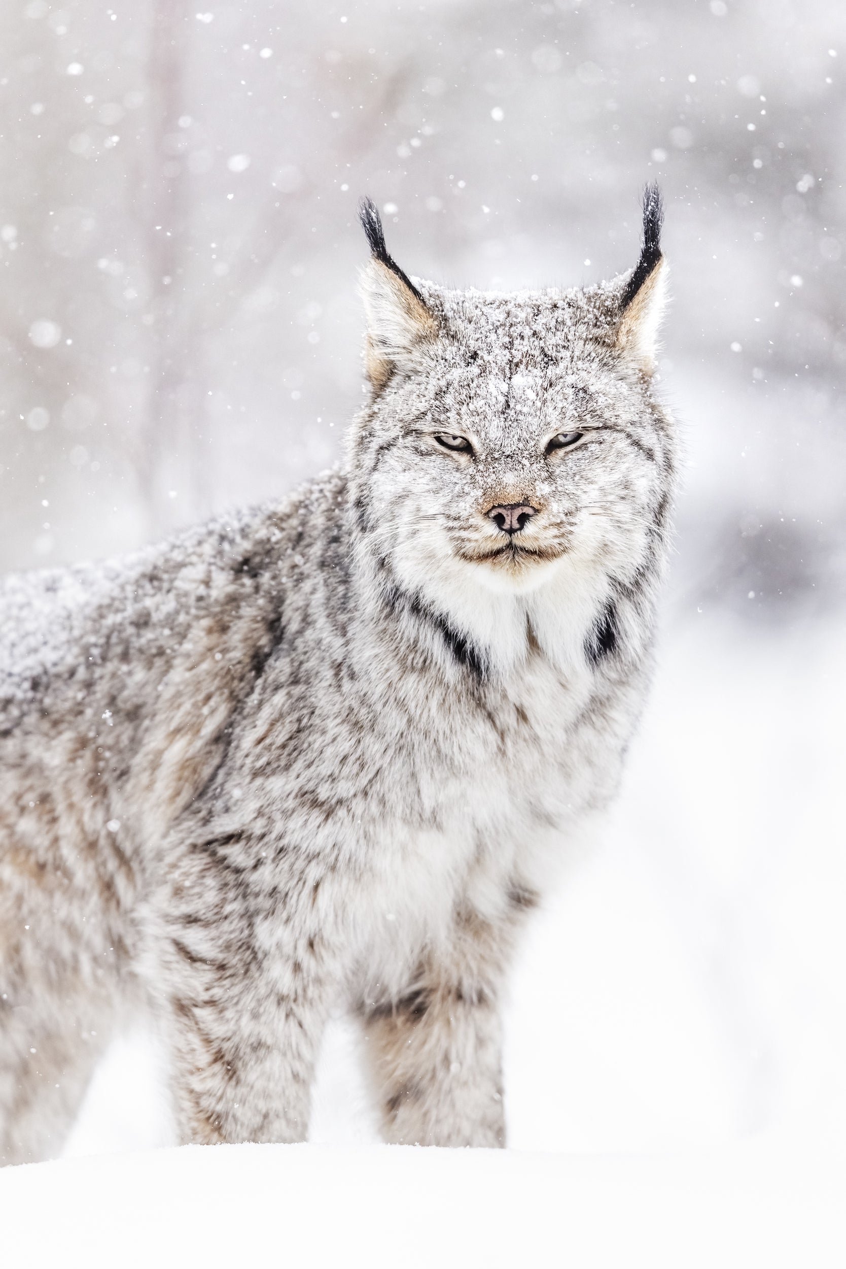 Lynx 006