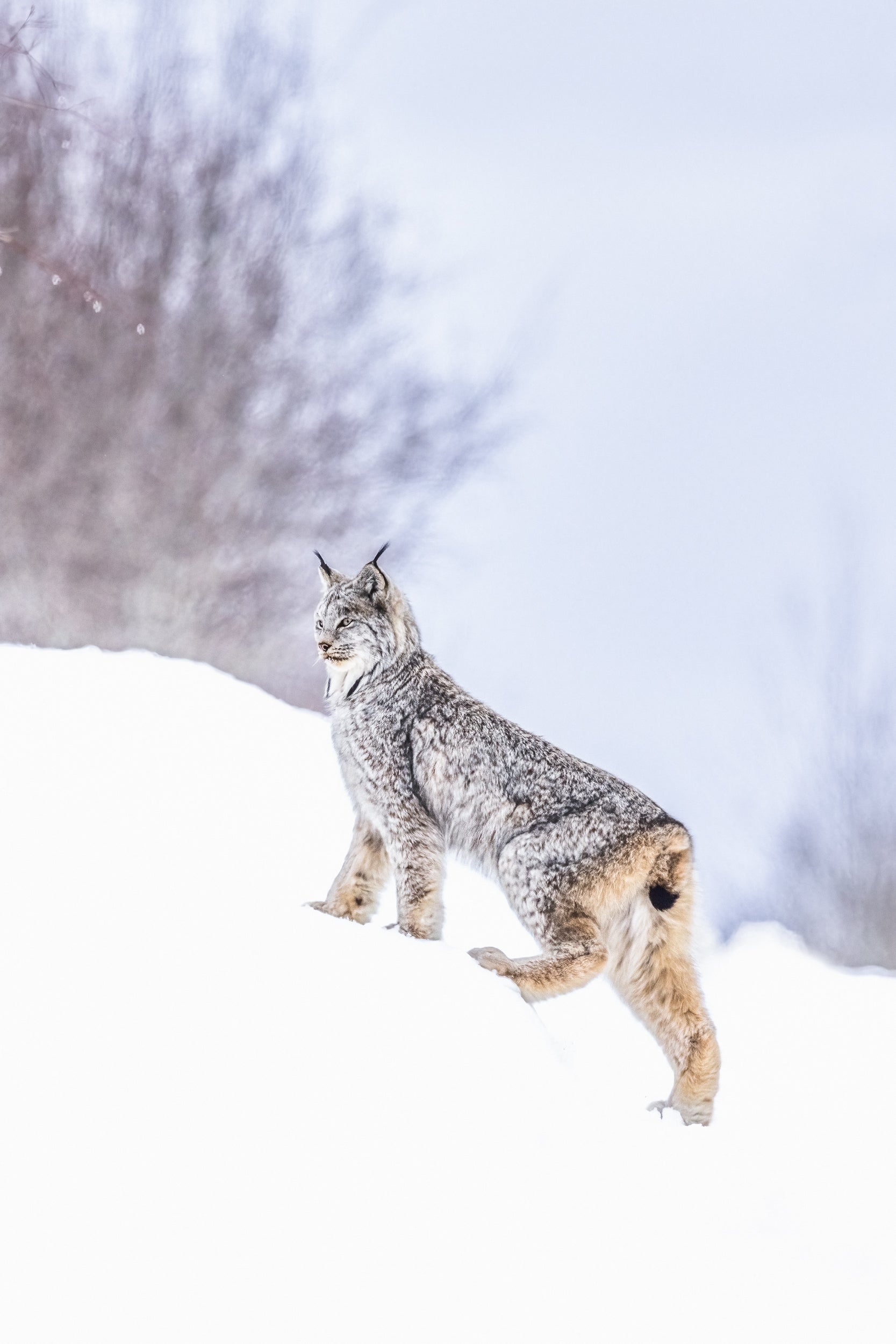 Lynx 060