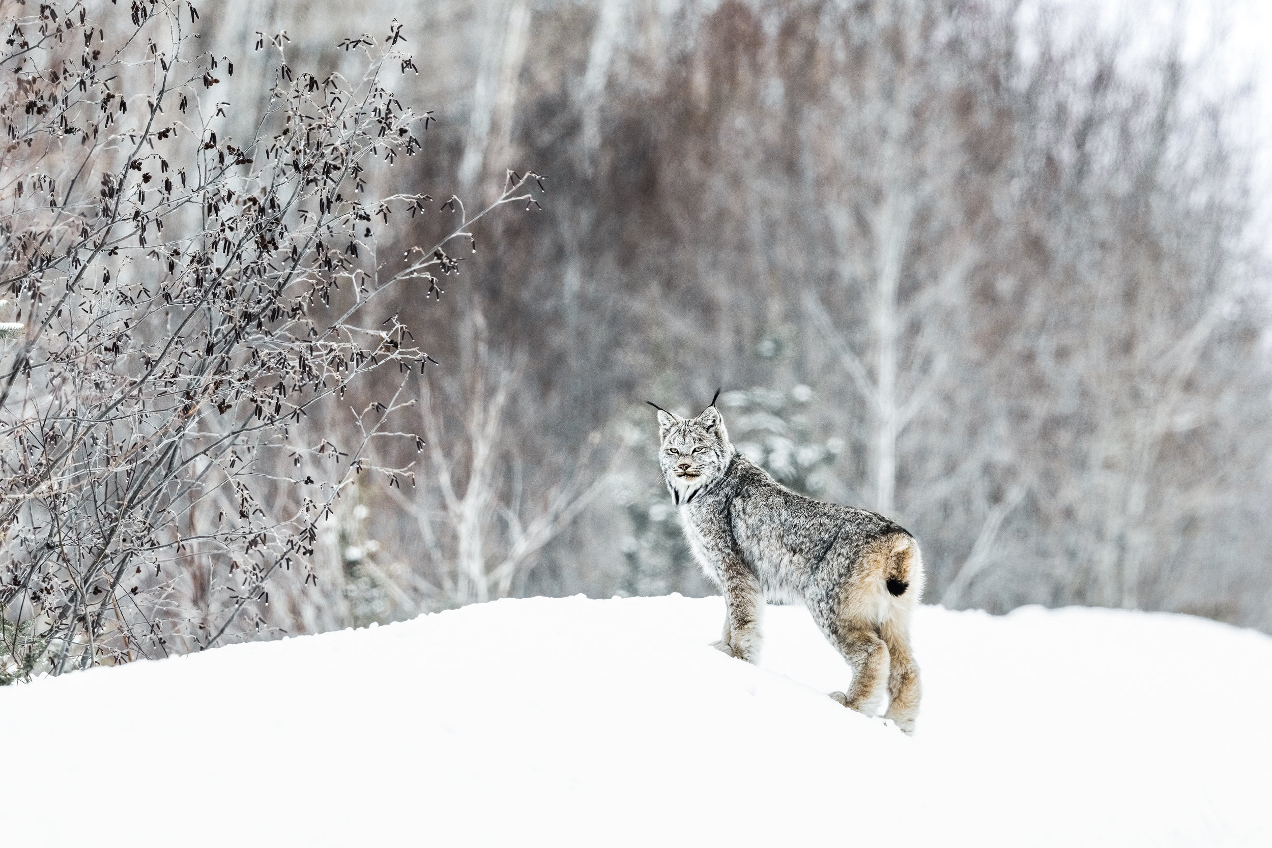 Lynx 061
