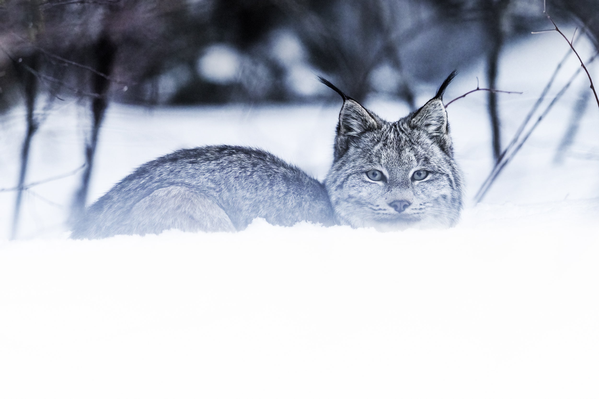 Lynx 063