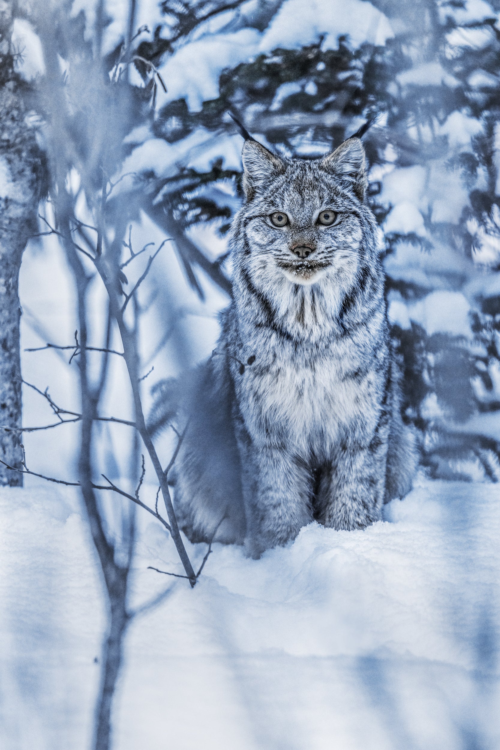 Lynx 064