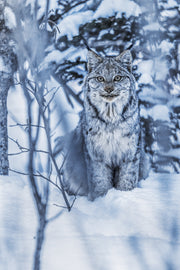 Lynx 064
