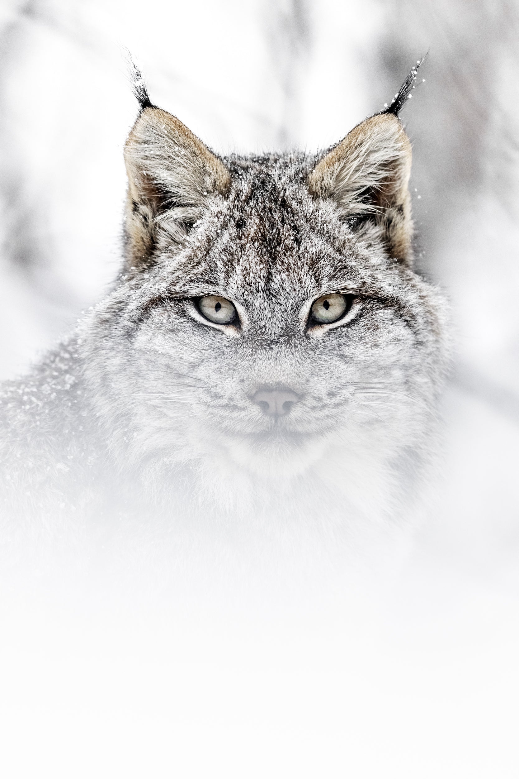 Lynx 065