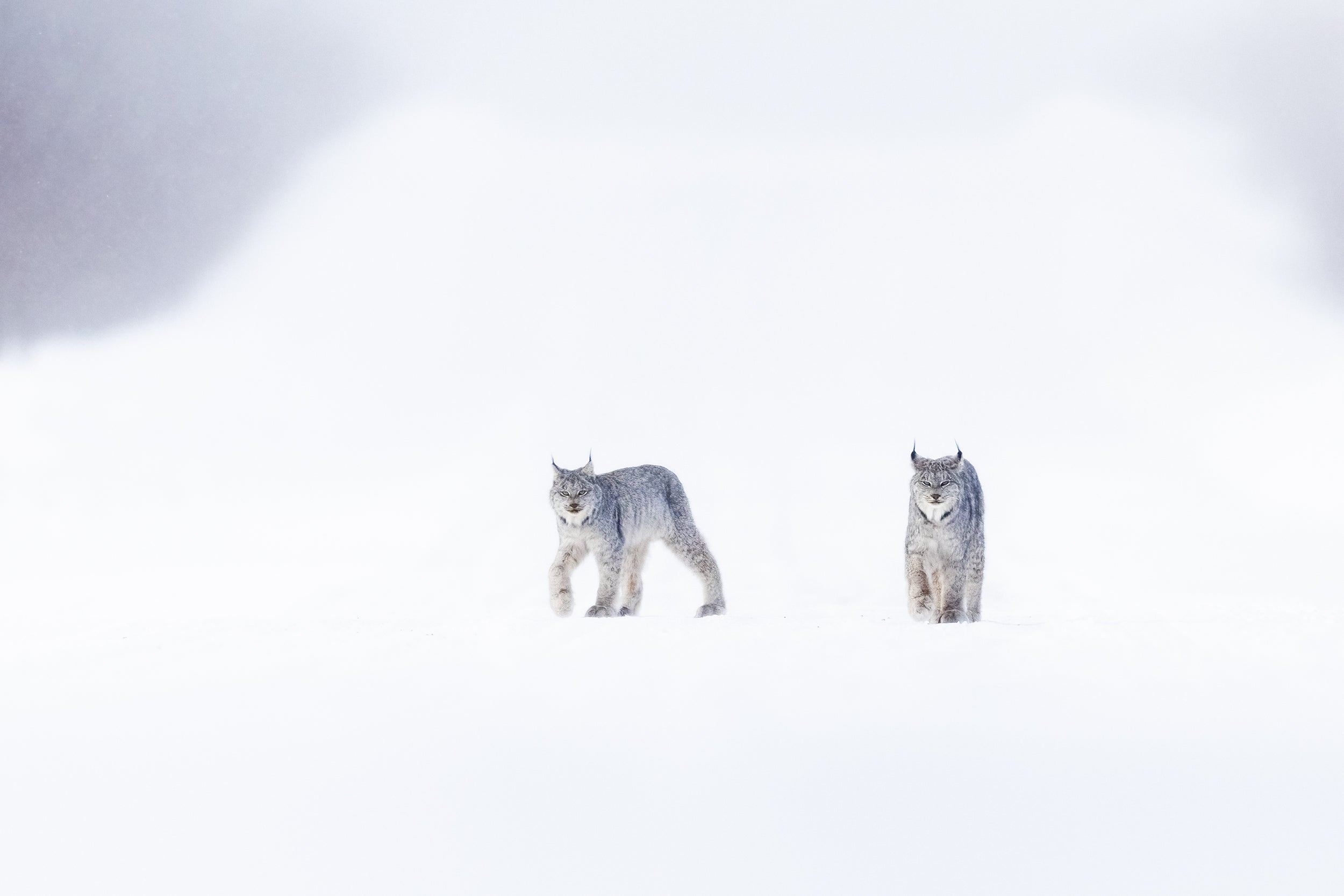 Lynx 066