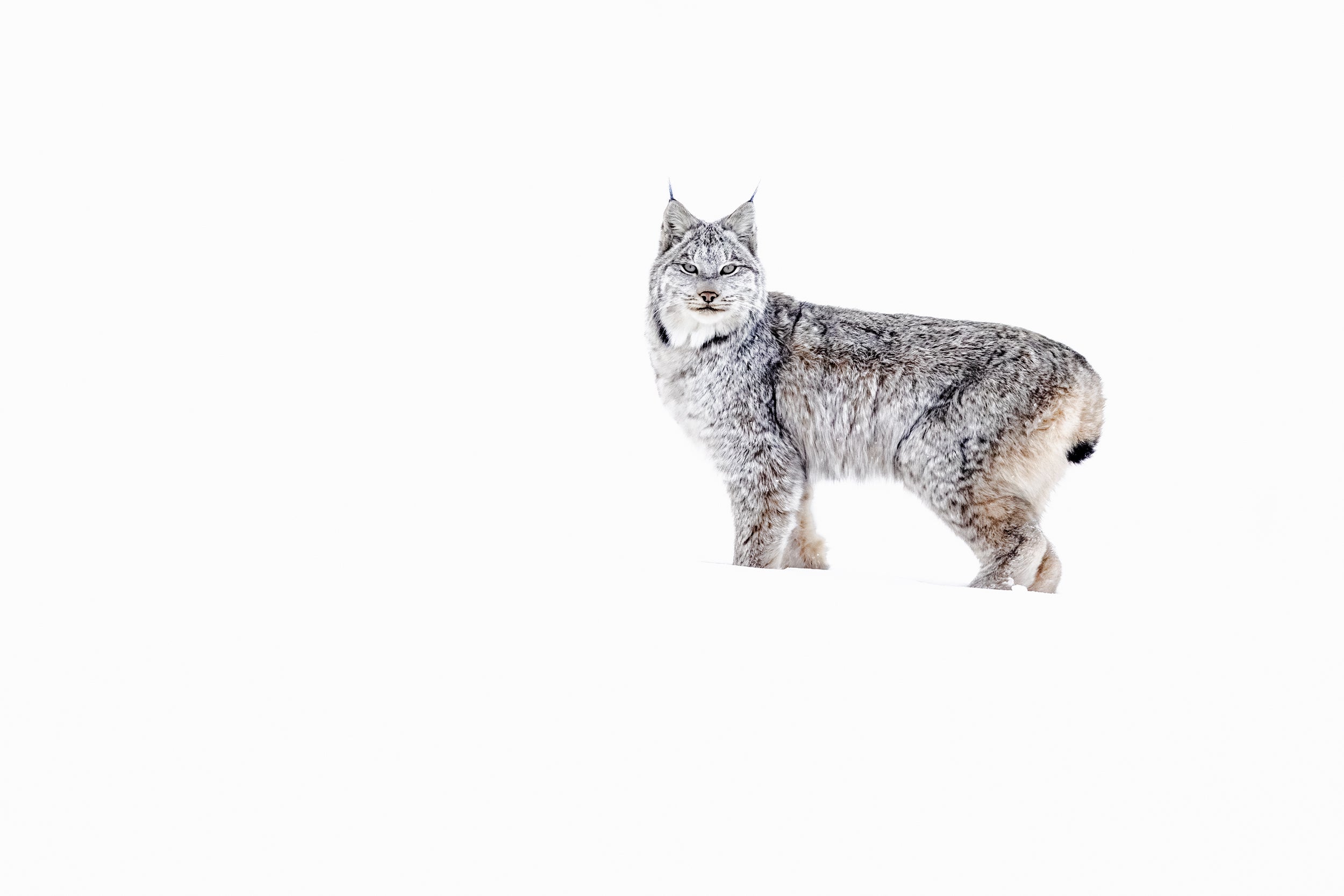 Lynx 067