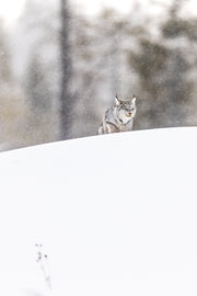 Lynx 068