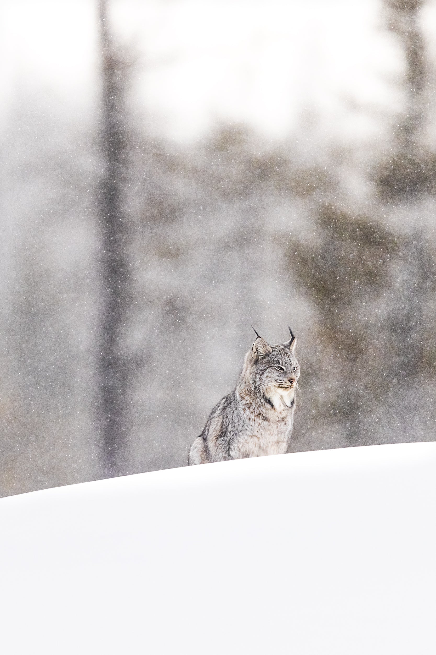 Lynx 069