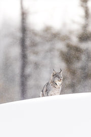 Lynx 069