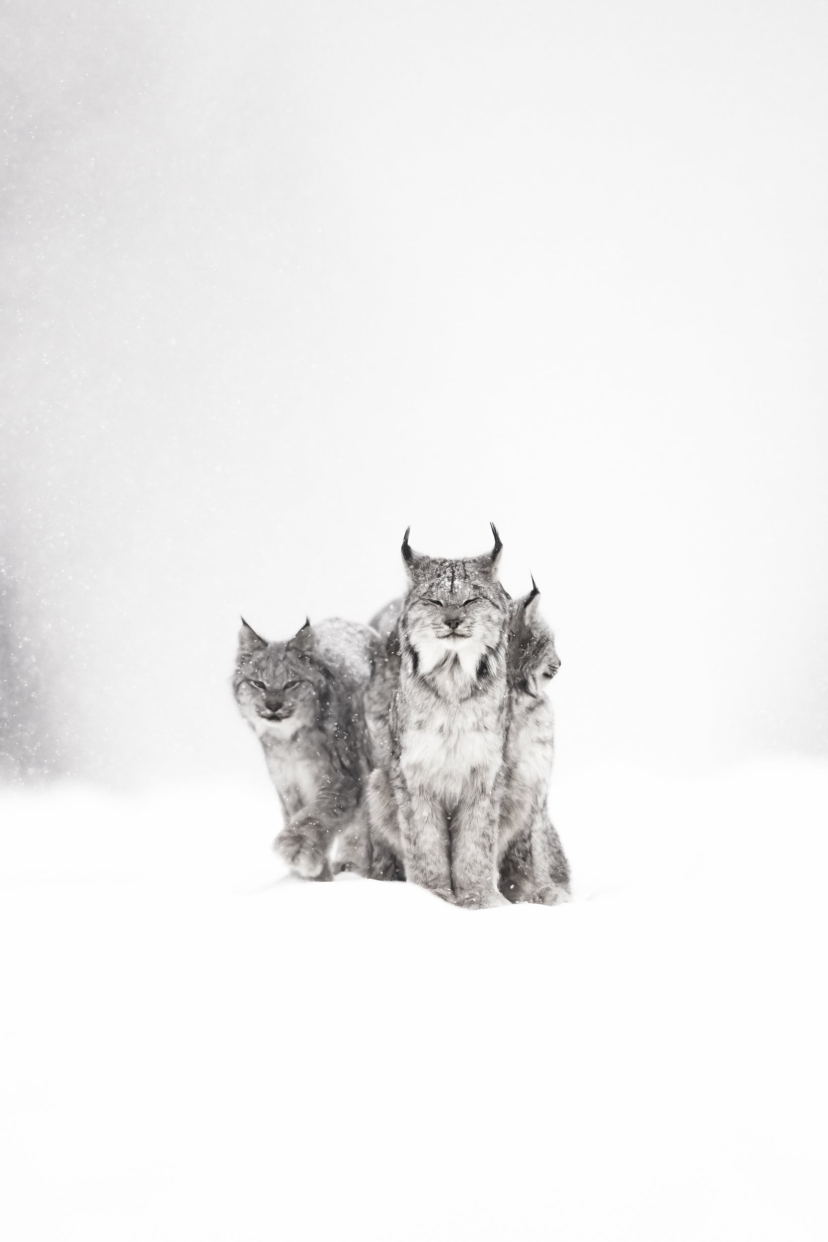 Lynx 007
