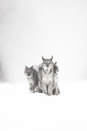 Lynx 007