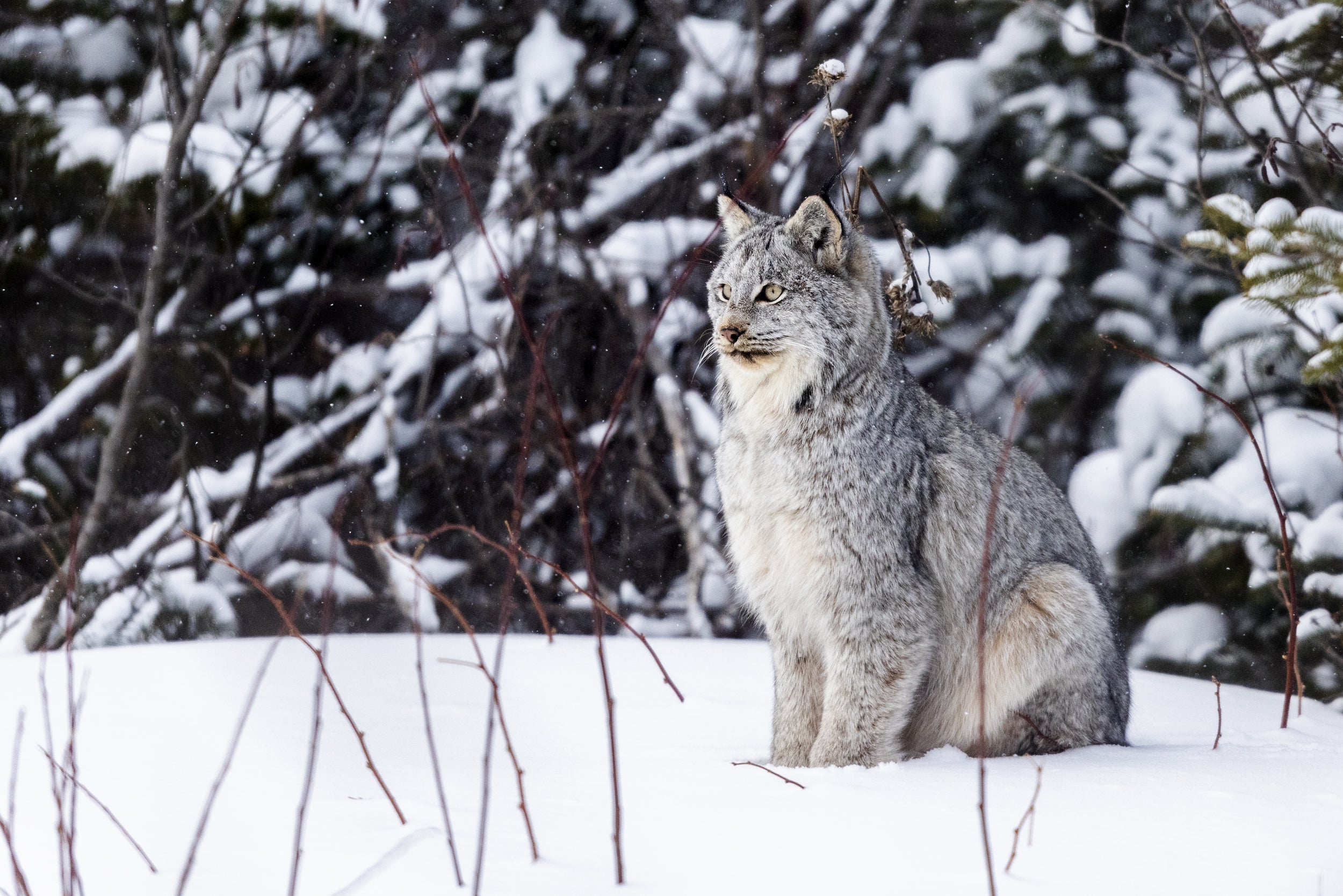 Lynx 070