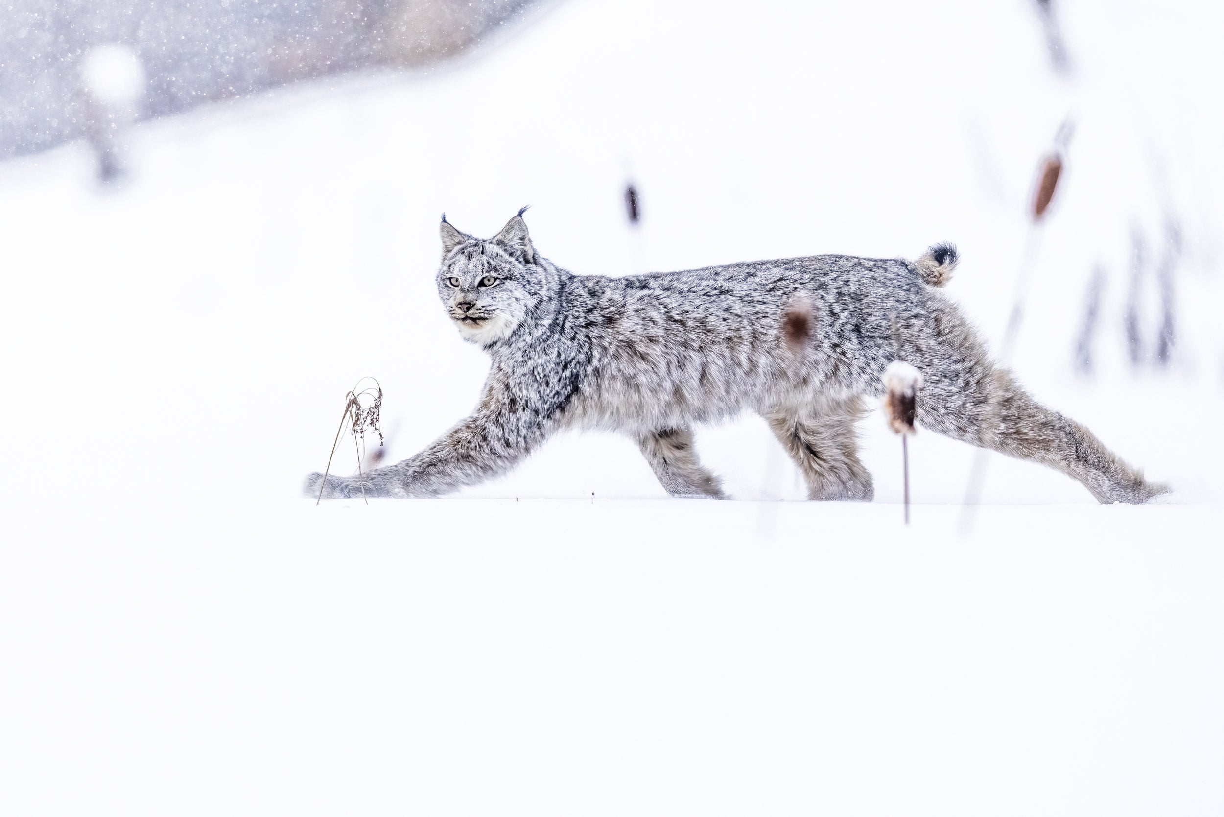 Lynx 072