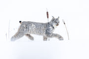 Lynx 073