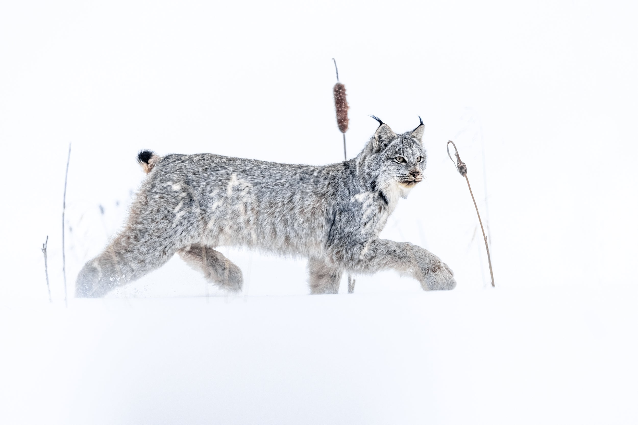 Lynx 073