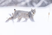 Lynx 074