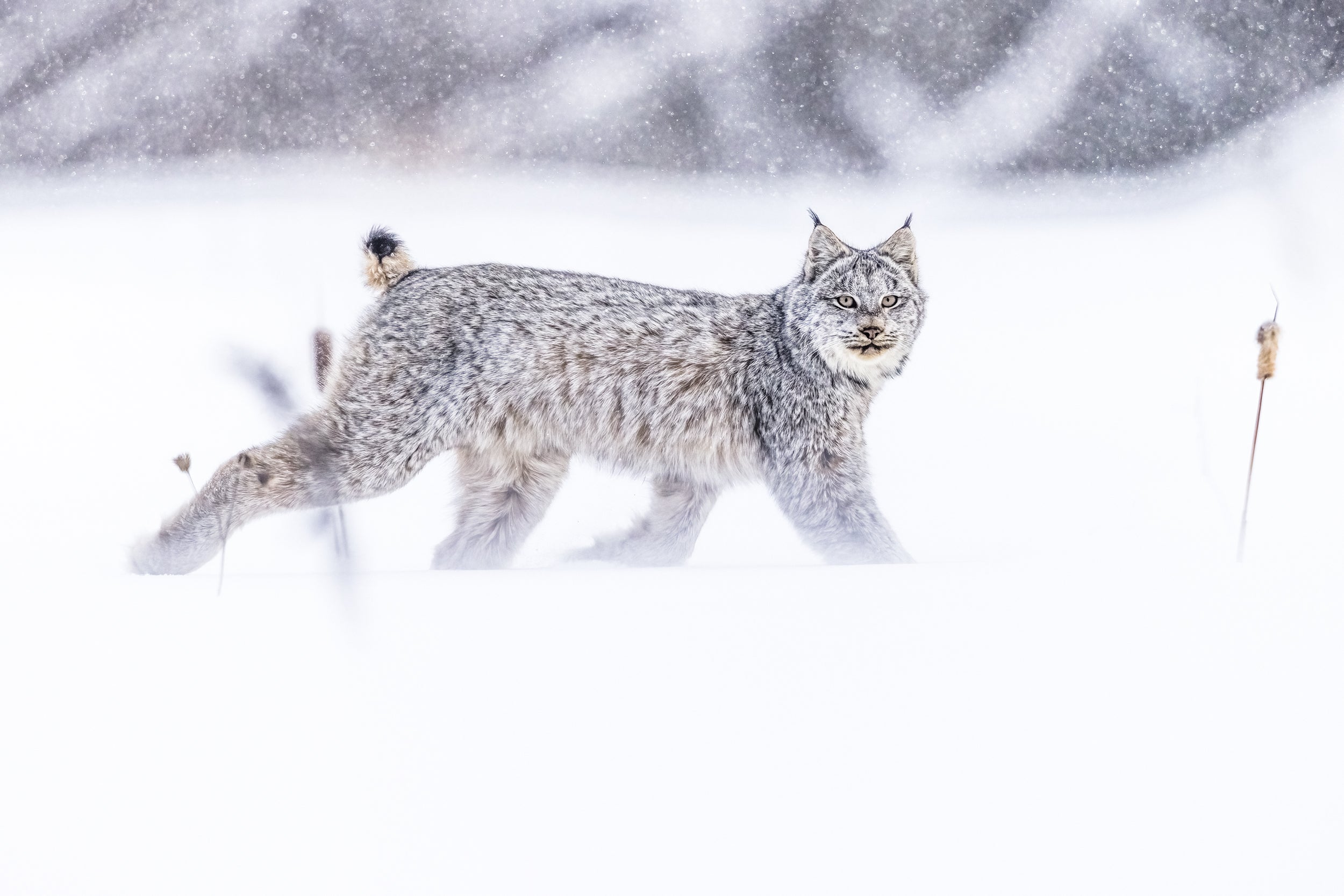 Lynx 074