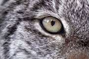 Lynx 075