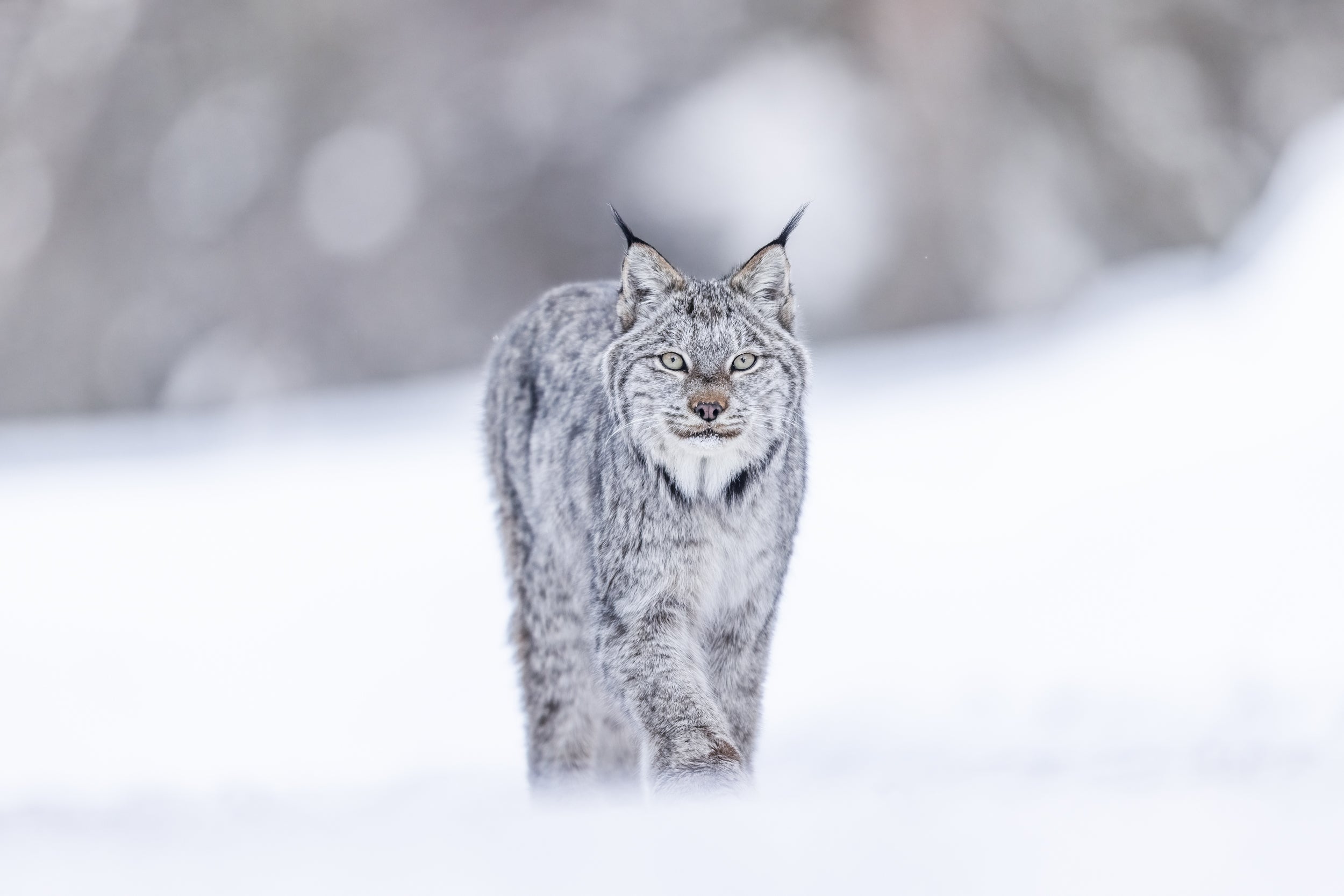 Lynx 076