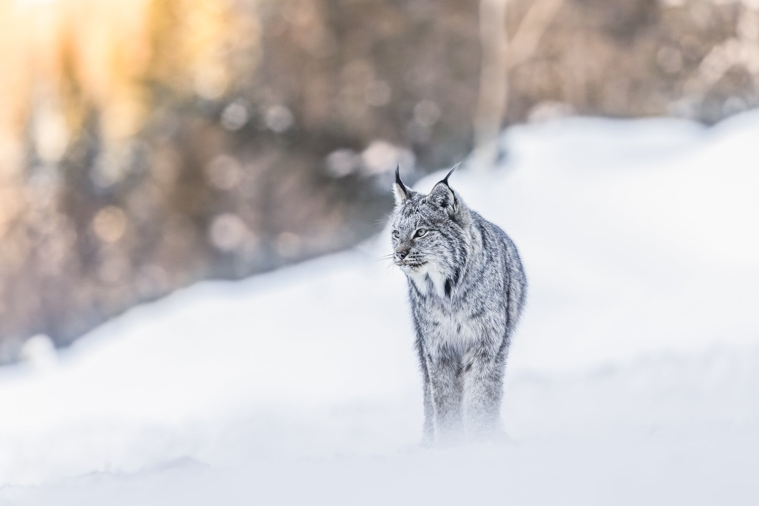 Lynx 077