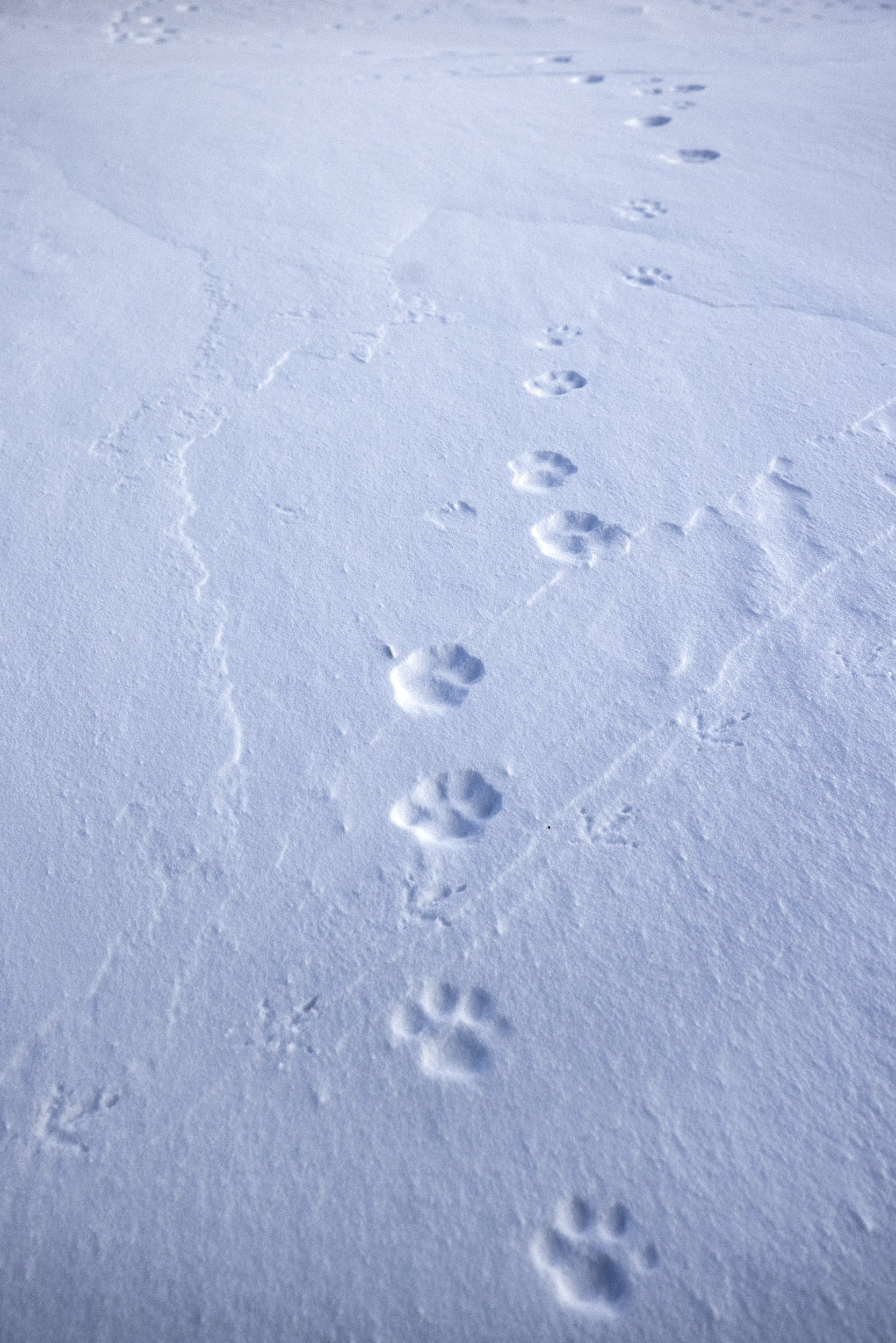 Lynx 079