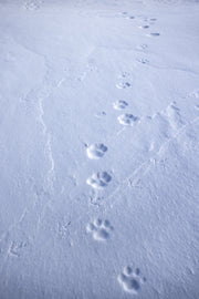 Lynx 079