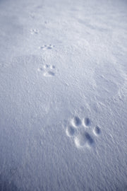Lynx 080