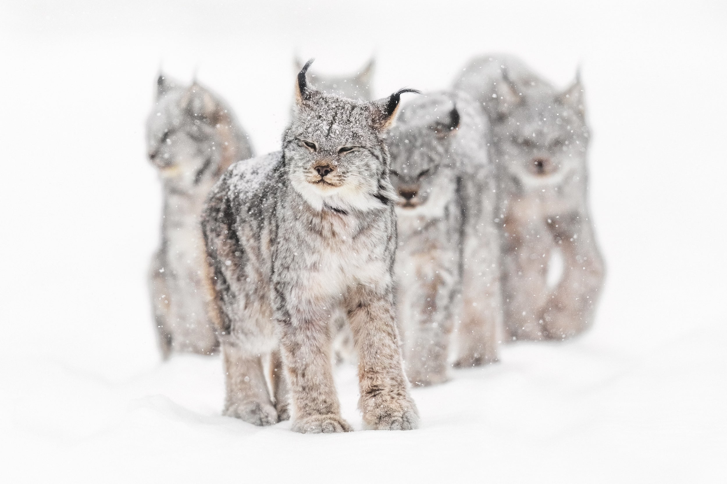Lynx 081