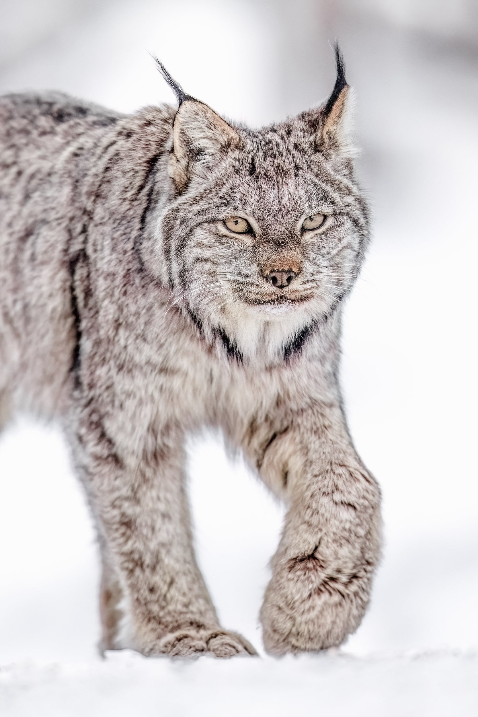 Lynx 082