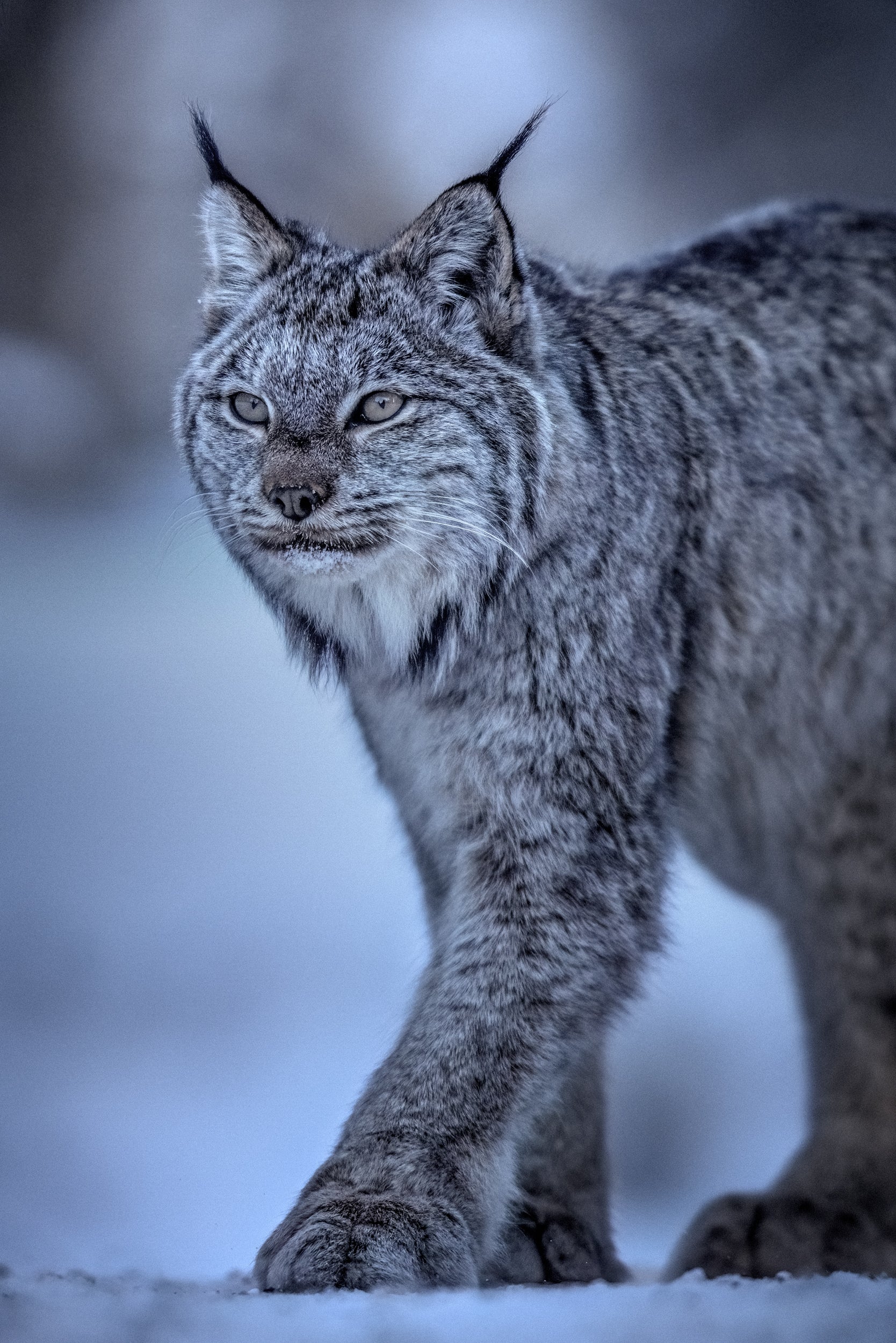 Lynx 083