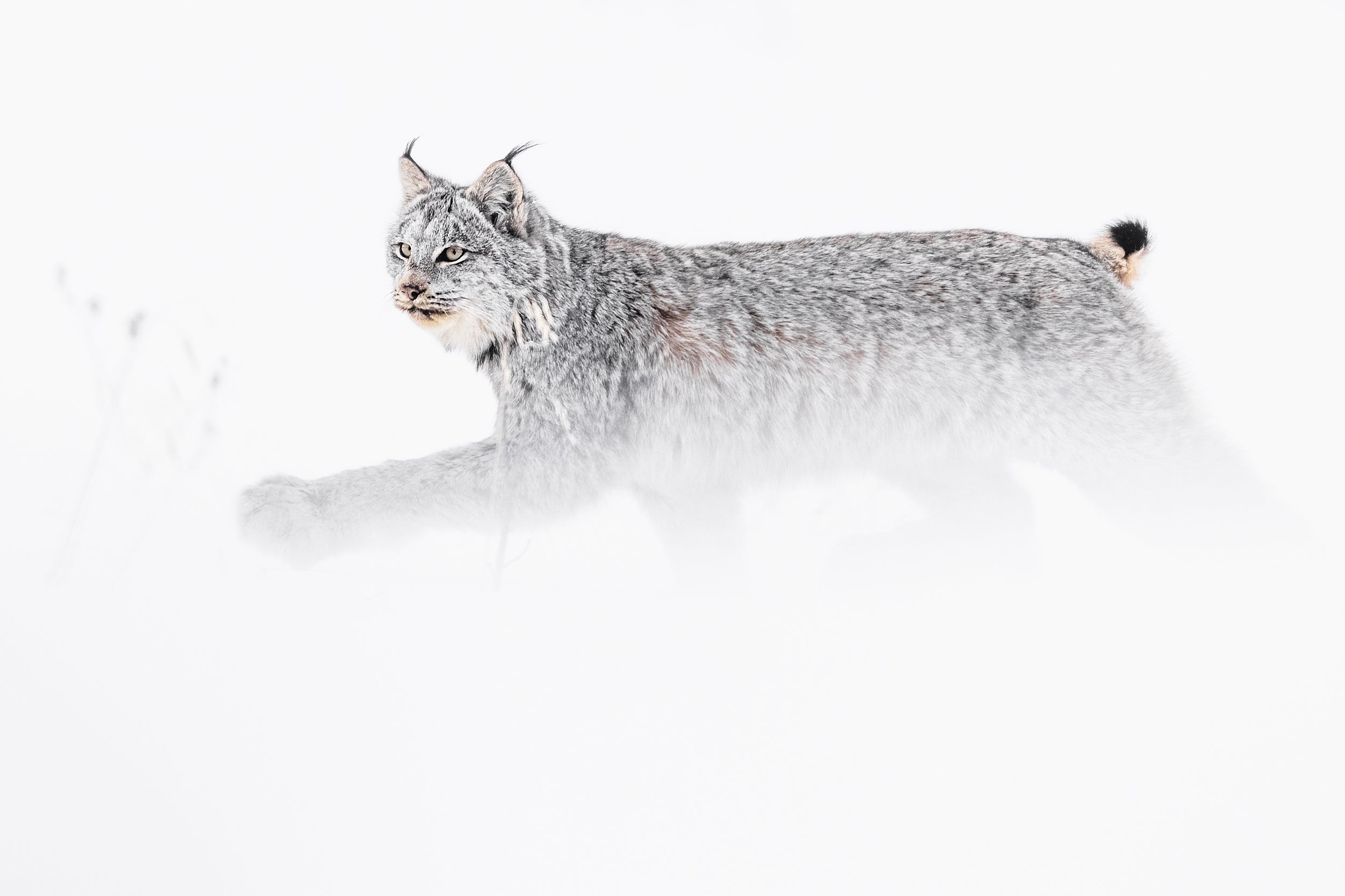 Lynx 084