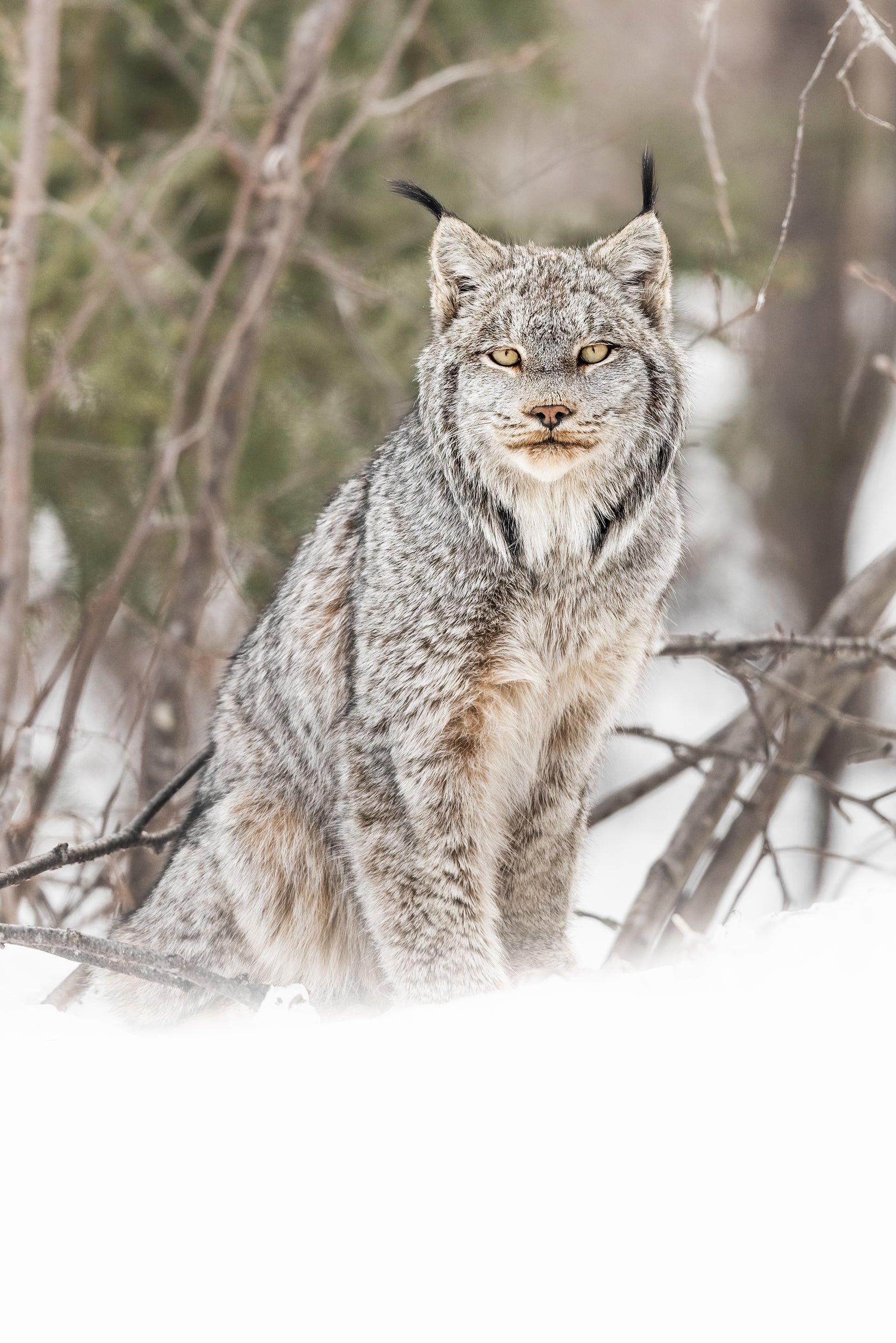 Lynx 085